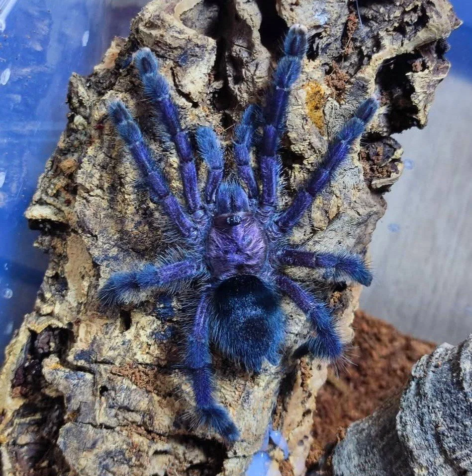 Avicularia purpurea (Ecuador Purple Pinktoe) Slings 1-2cm