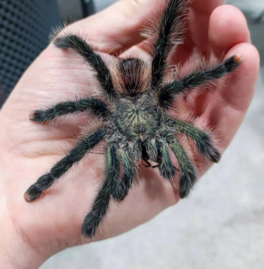 avicularia-sp-urticans-green-emerald-green-pink-toe.jpg