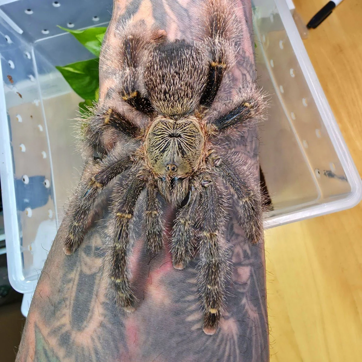 Avicularia rufa (Brazil) (Yellow Banded Pink Toe) Juvenile 6cm