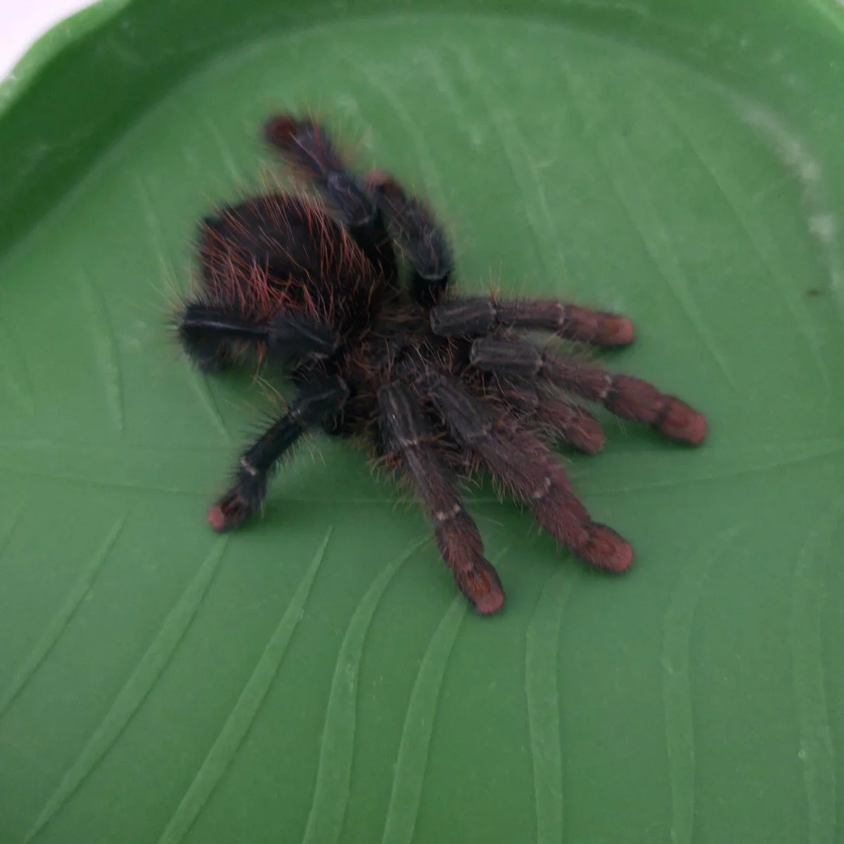 avicularia-lynnae-black-stripe-pinktoe-8.jpg