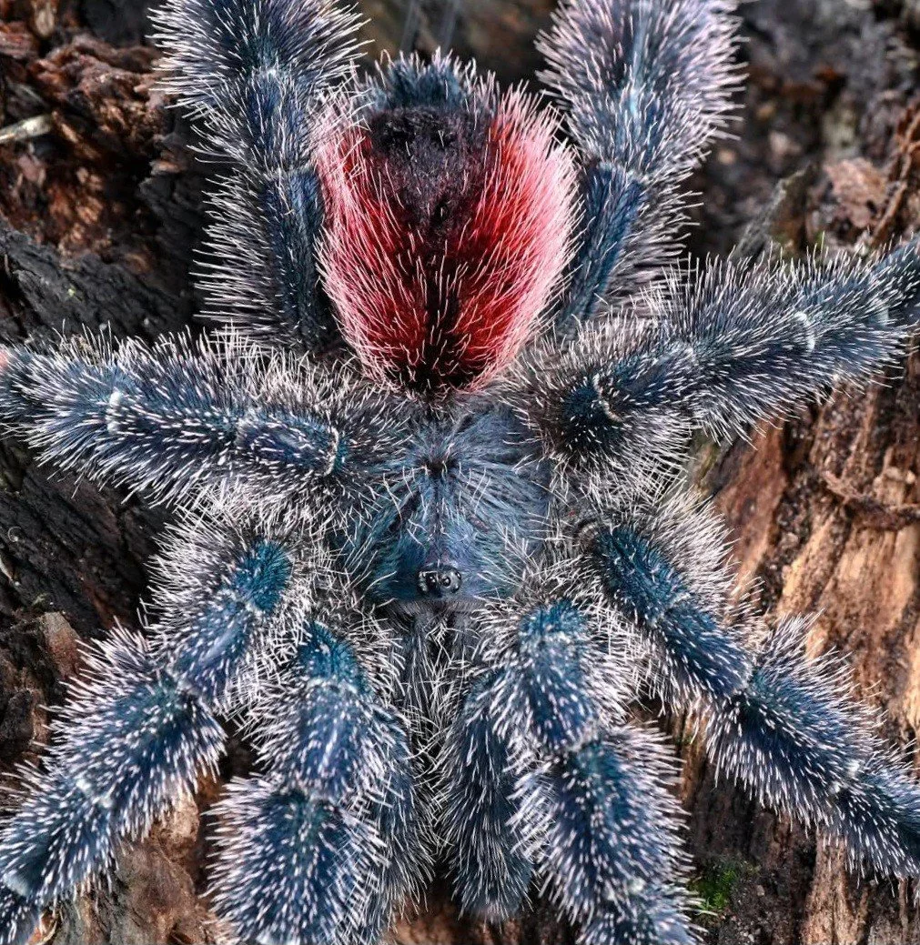 Avicularia variegata (Amazon Giant Pinktoe) Sling 2cm