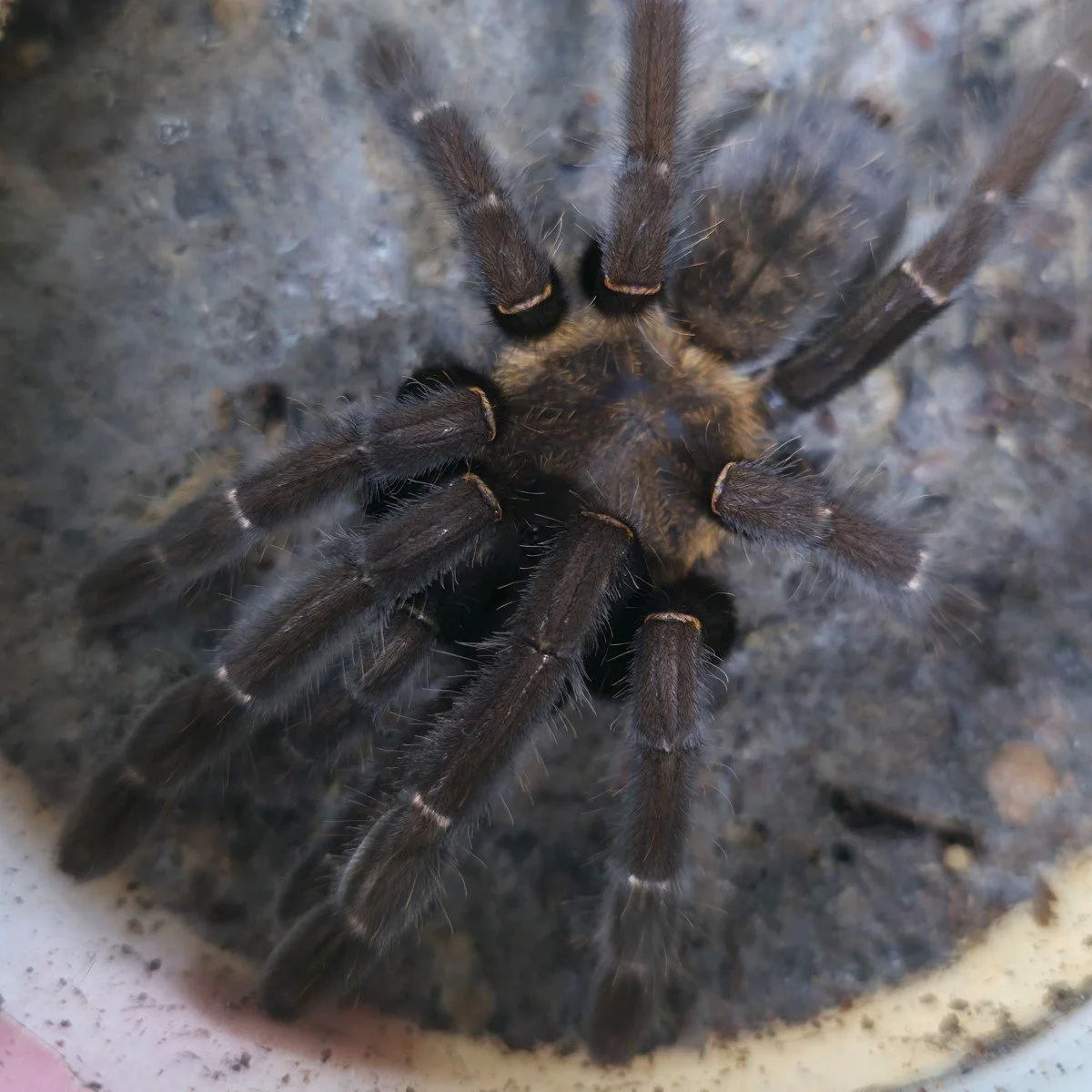 Cyriopagopus doriae (Orange Fringe) Sub-Adult Female