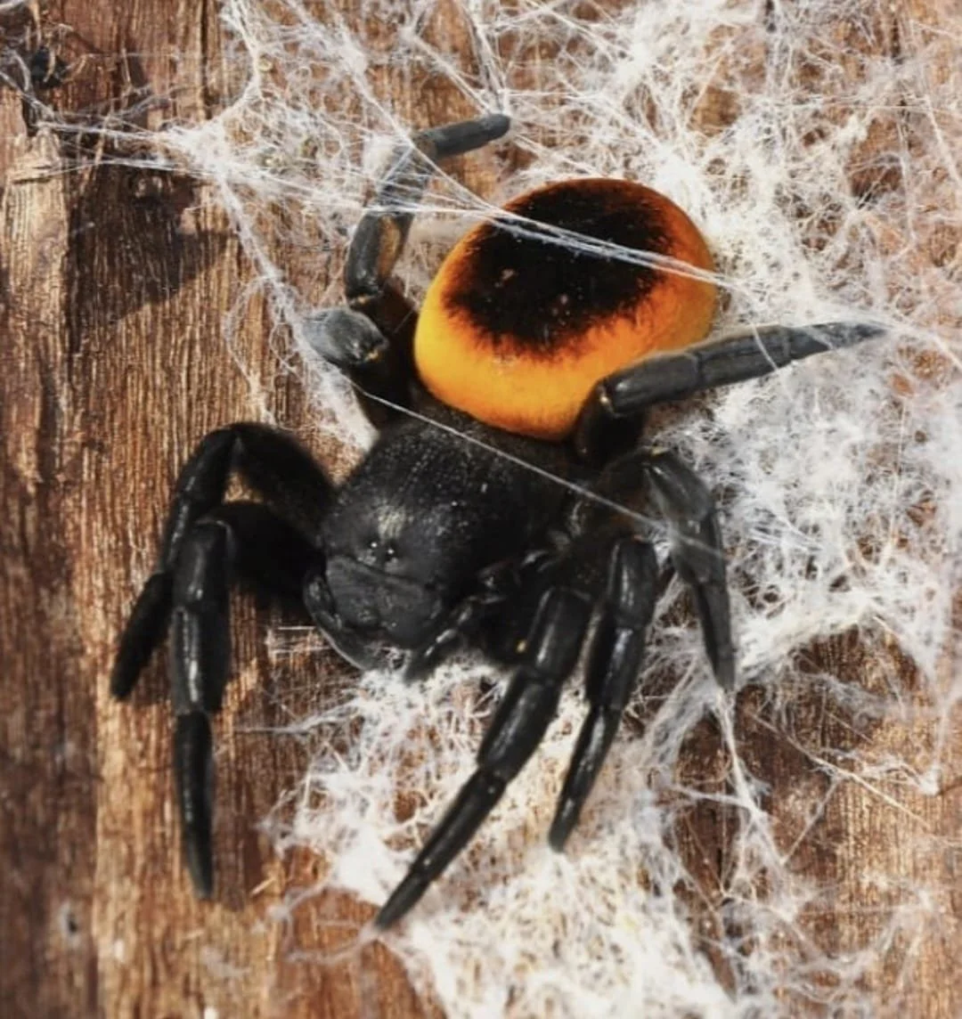eresus-walckenaeri-orange-ring.jpeg