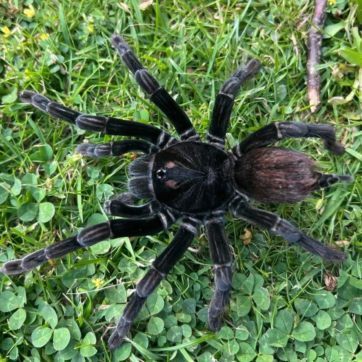Pamphobeteus sp. Nopa Juvenile Male 6-8cm