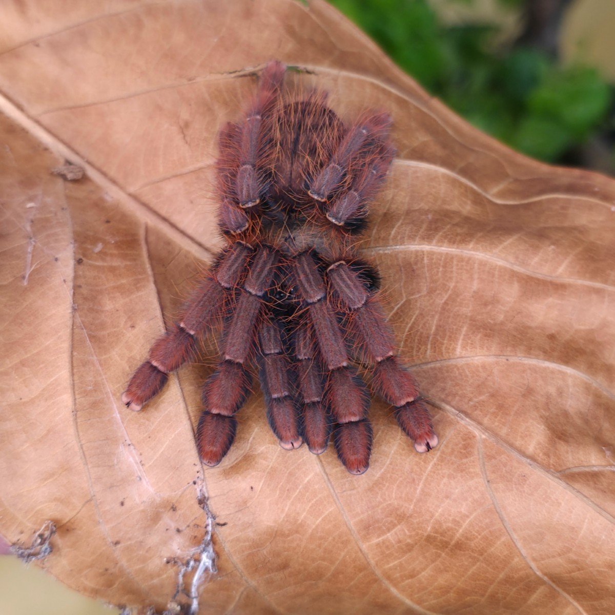 Phormingochilus sp. Sabah Red Sub-Adult Female