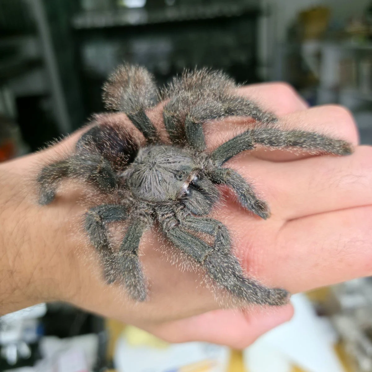 avicularia-sp-shuariana-ecuadorian-shuariana-pinktoe-3.jpg