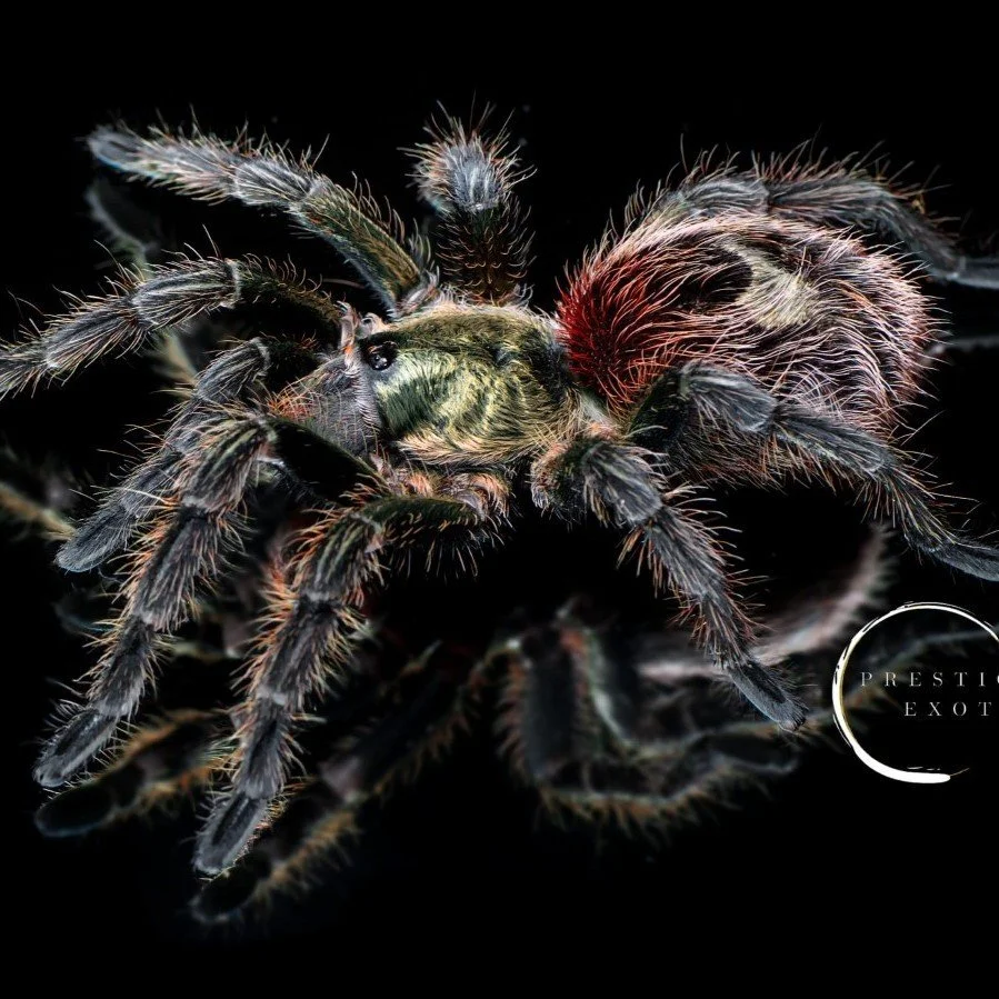 Euathlus manicata green Sling 0.5-1cm