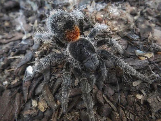 Homoeomma chilensis (Bulk of 5) Sling 0.5-1cm