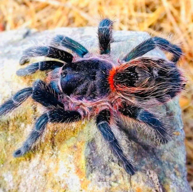 Euathlus sp. Tiger Sub-Adult Female - May 2026 Pre-Order