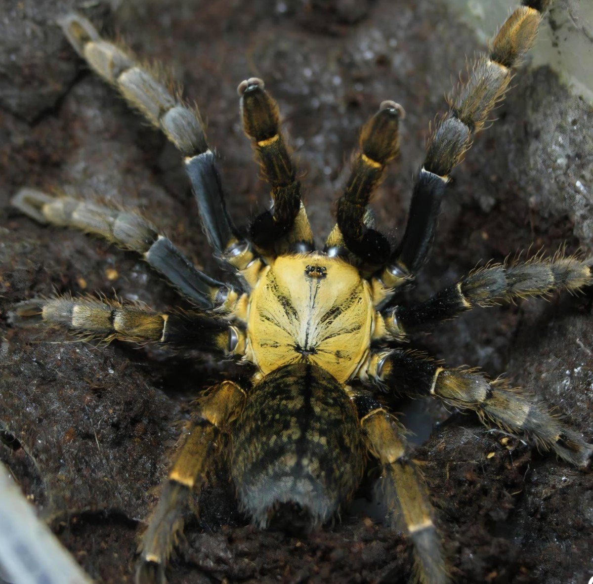 Ornithoctoninae sp. Ho Chi Minh (Ho Chi Minh Earth Tiger) Adult Female