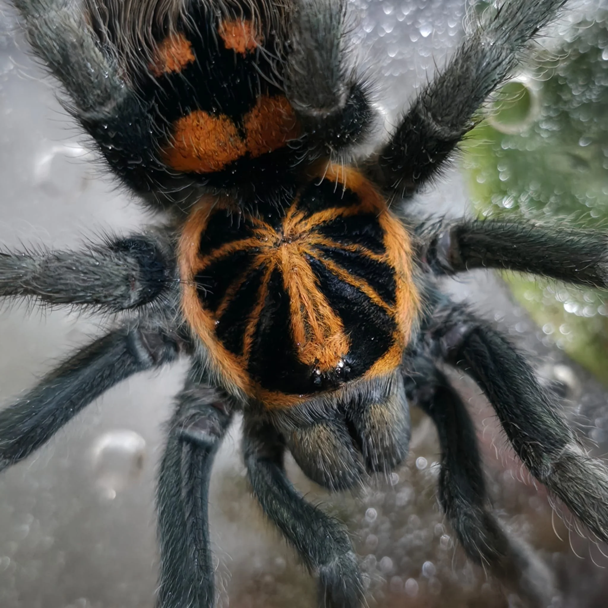 Hapalopus Planetearth-01.jpeg
