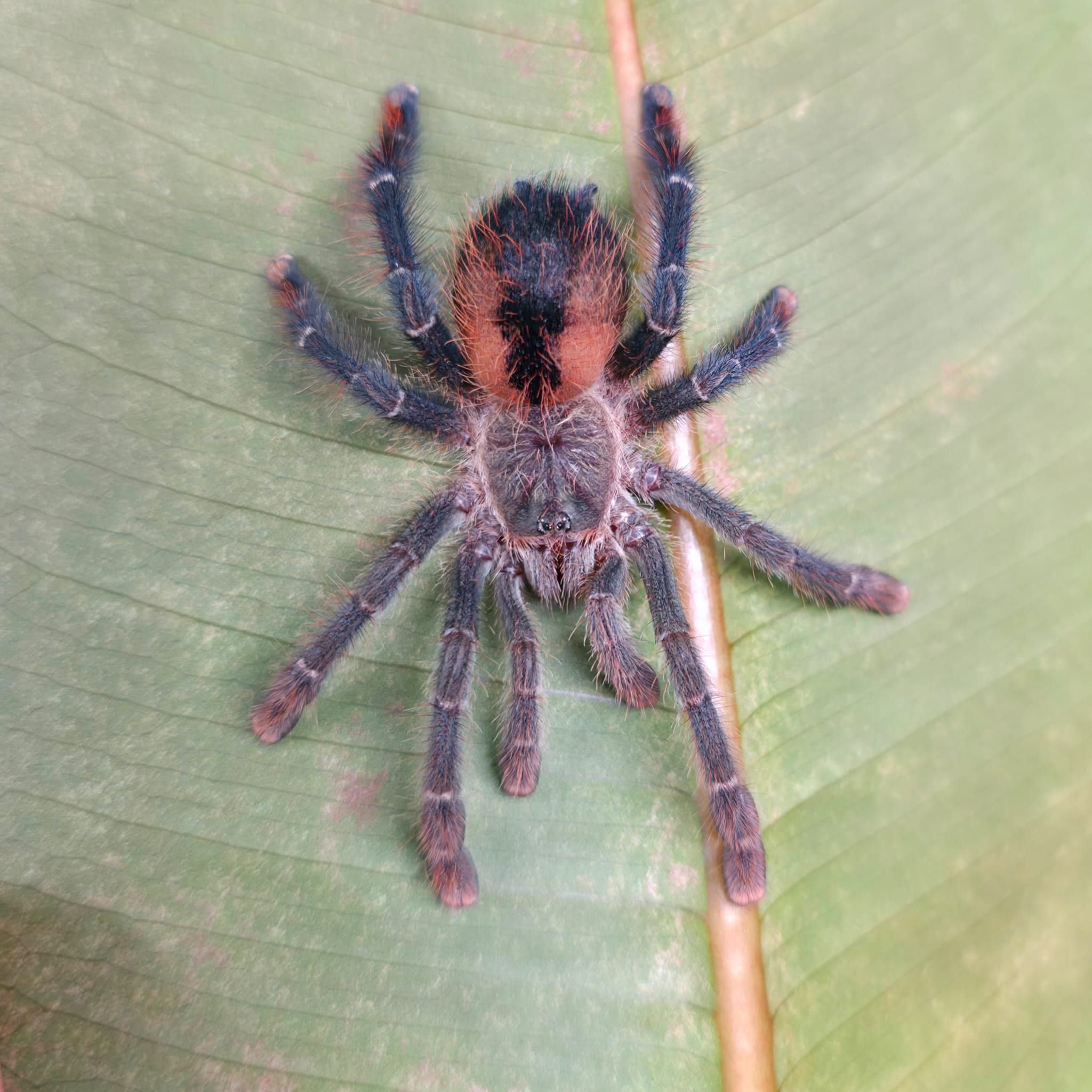 Avicularia-Lynnae-02.jpeg