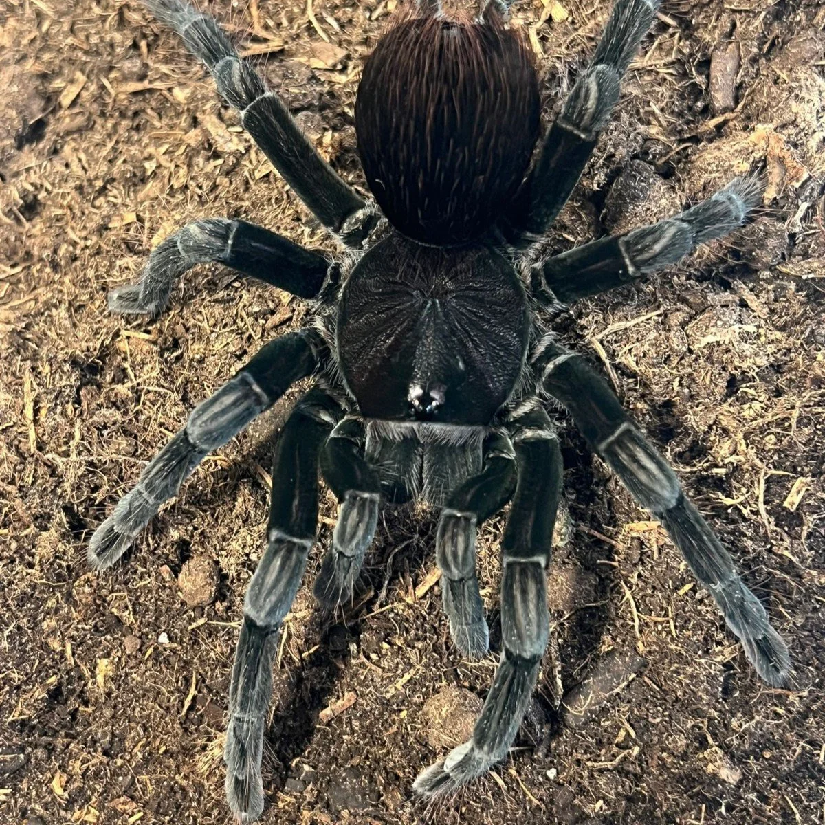 pamphobeteus-sp-santo-domingo-big-santo-domingo-giant-2.jpg