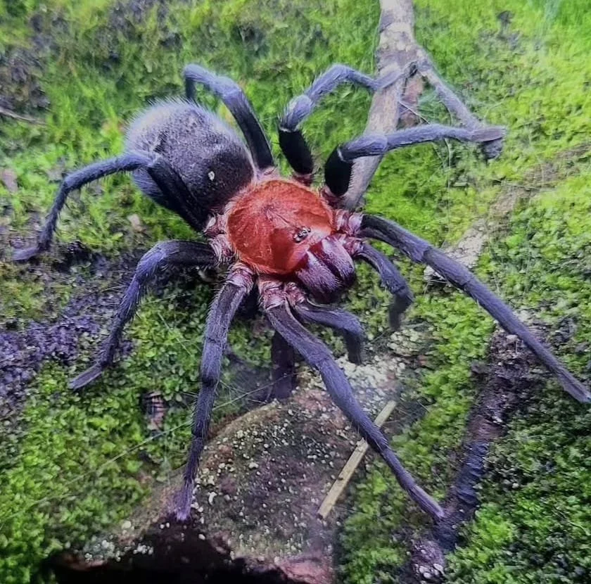 Bumba Horrida Brazilian Red Head Juvenile Male 5-6cm