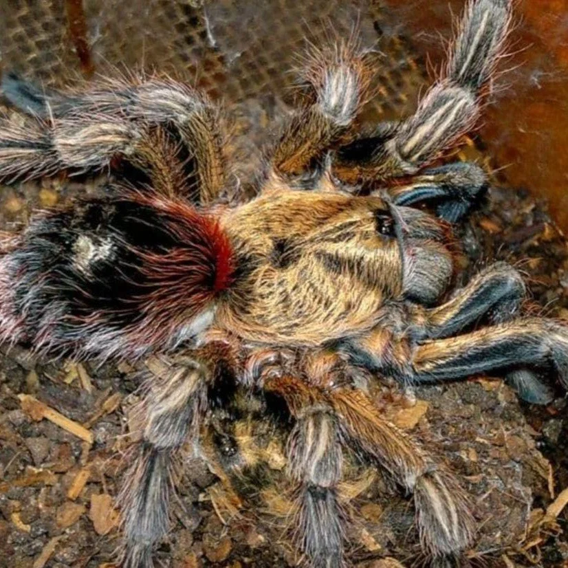 Euathlus manicata Gold Sling 1cm