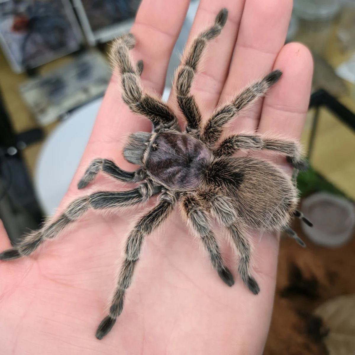 grammostola-rosea-3.jpg