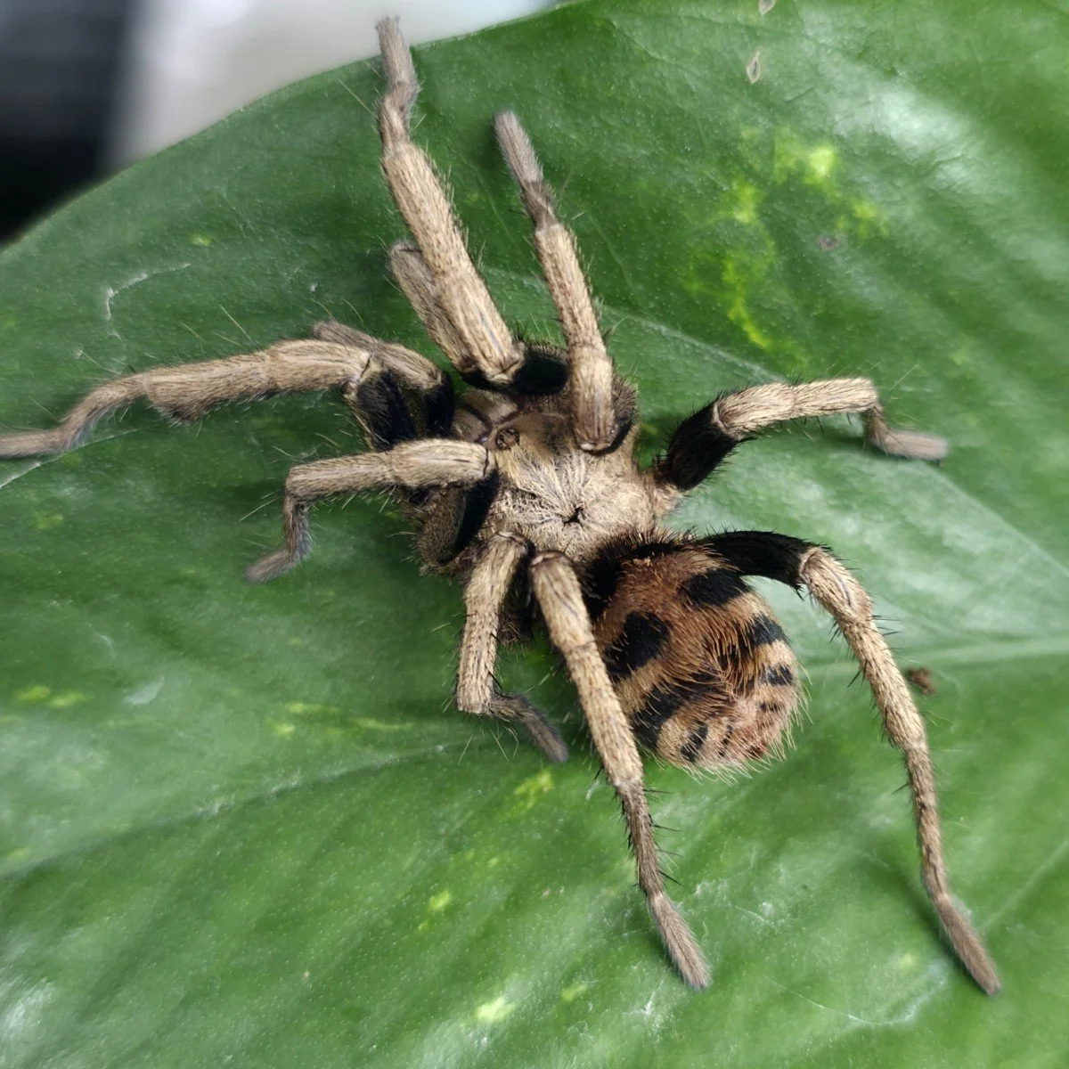 Anqasha sp. Blue (Mature) Adult Male