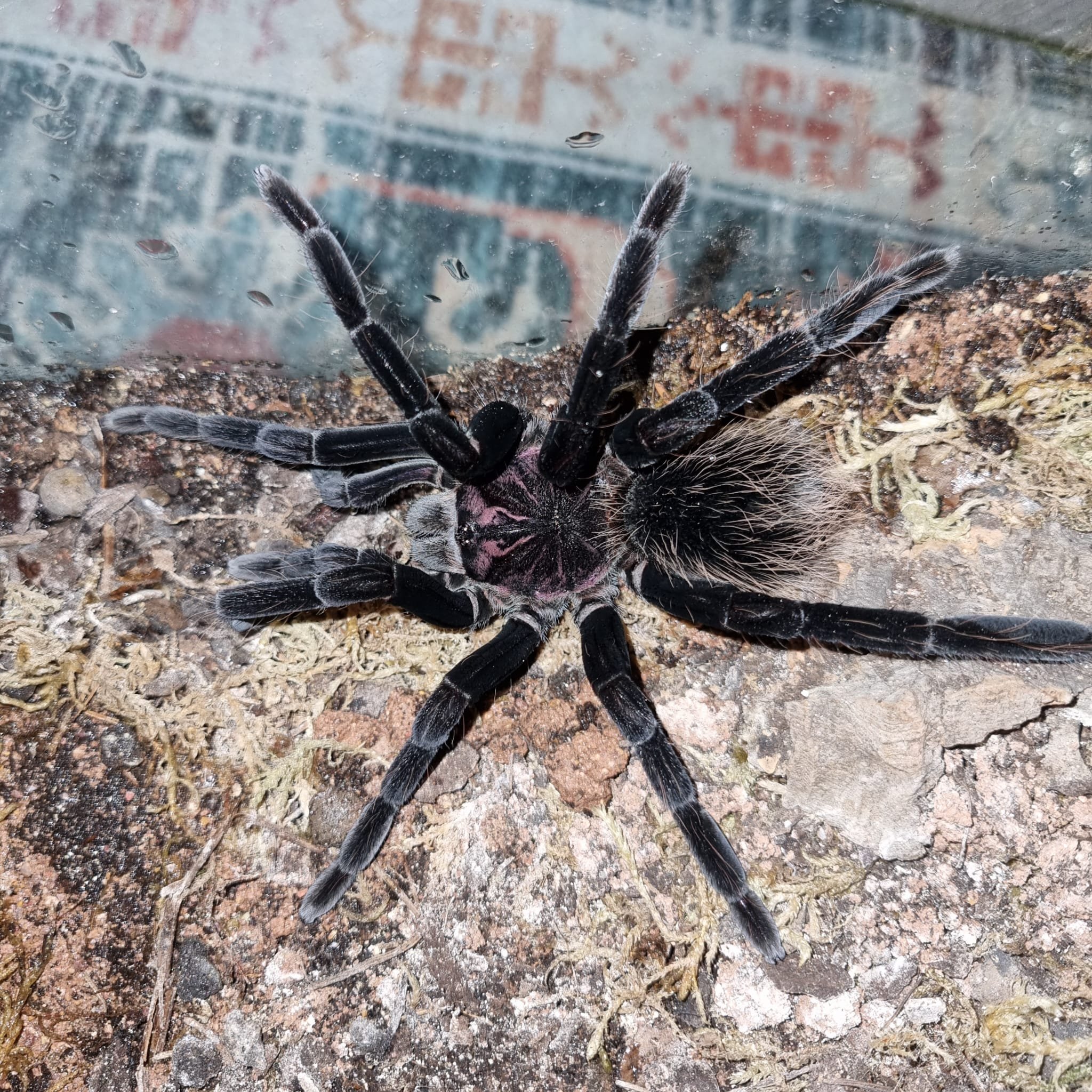 Xenesthis sp. Tenebris tarantula viewed from above on rocky ground, showing its extremely dark black body with a subtle smoky purple sheen on the carapace