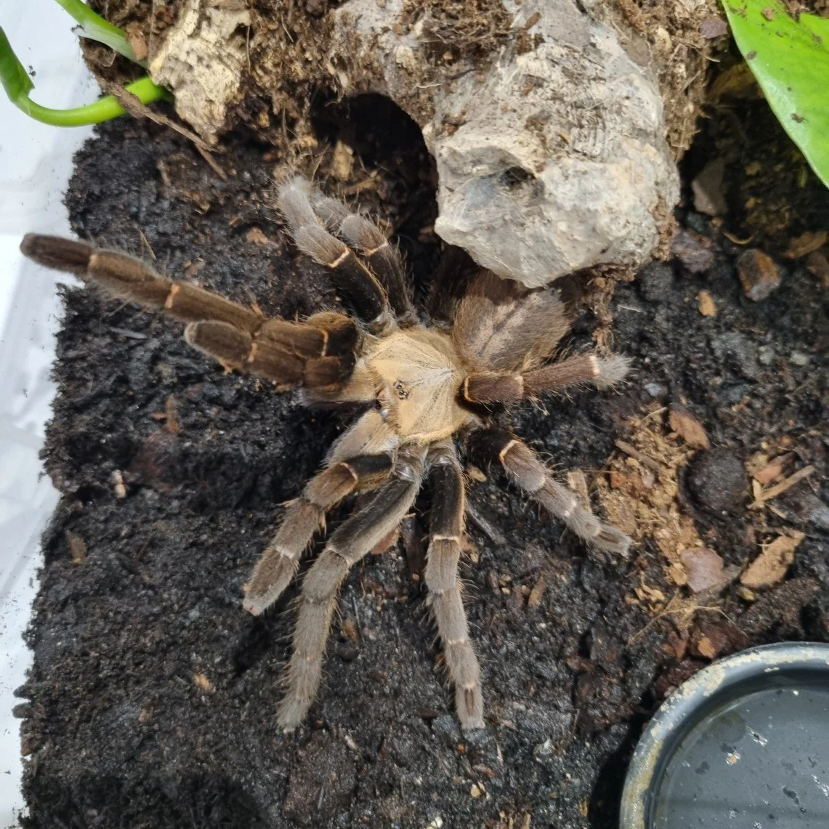 haplopelma-sp-bach-ma-2.jpg