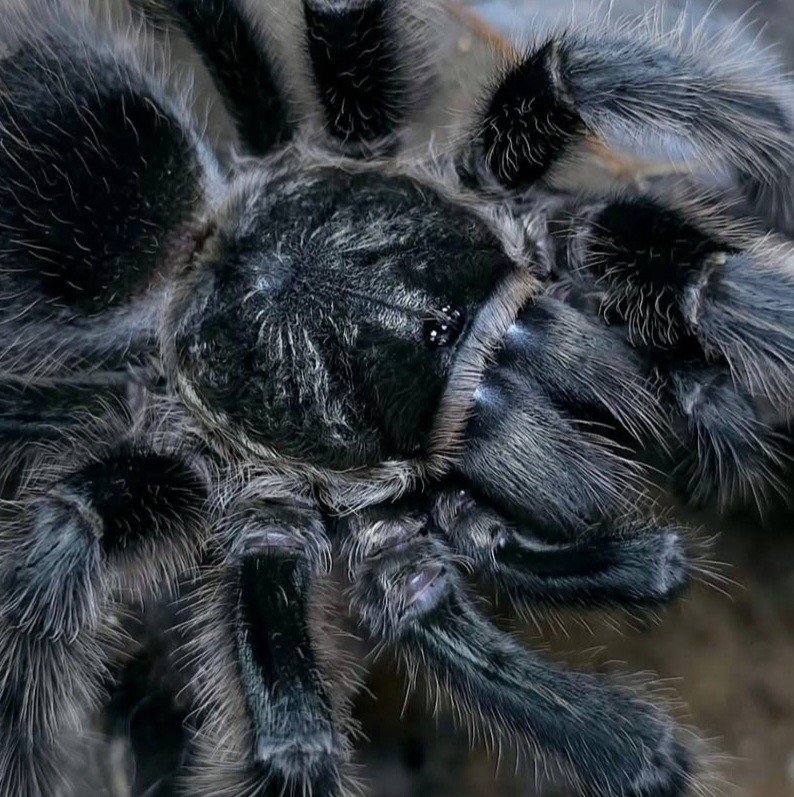 grammostola-grossa-guarani-giant-2.jpg