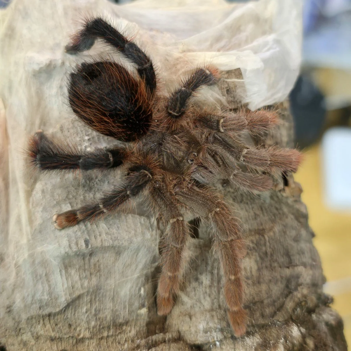 Avicularia lynnae (Black Stripe Pinktoe) Sub-Adult Female