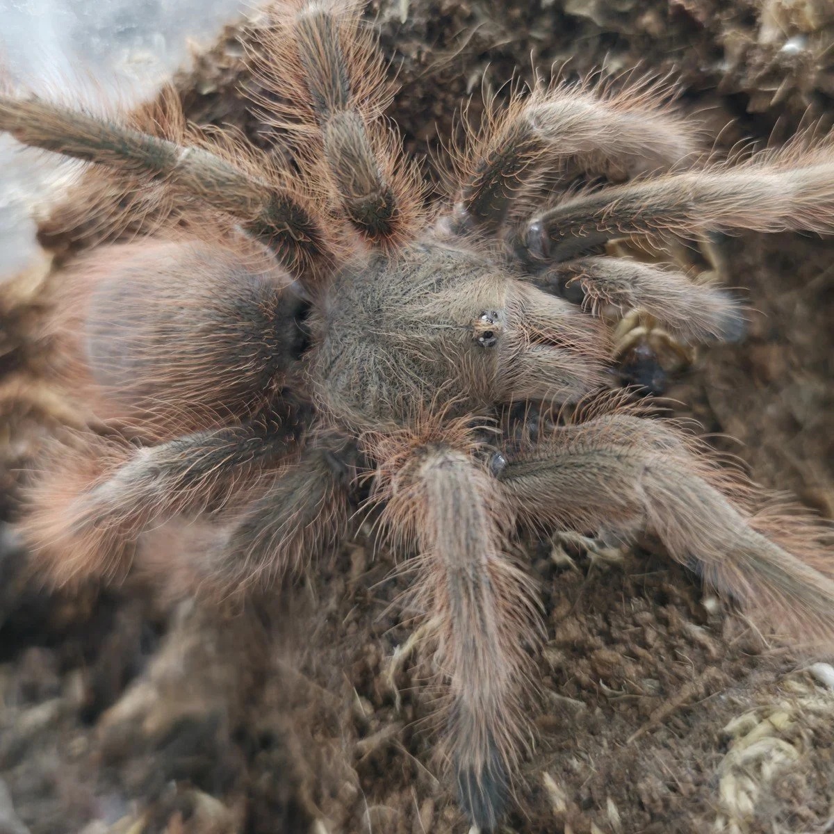 Nhandu tripepii (Brazilian Giant Blonde) Sub-Adult Male