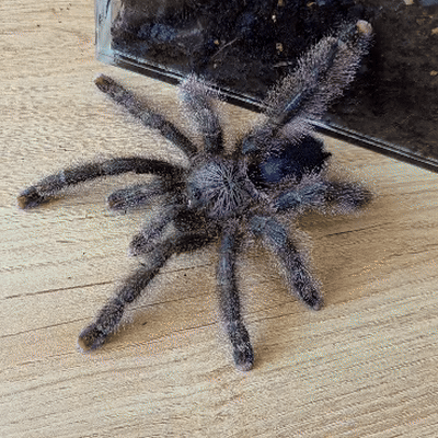 Avicularia sp. Shuariana (Ecuadorian Shuariana Pinktoe) Sub-Adult Female
