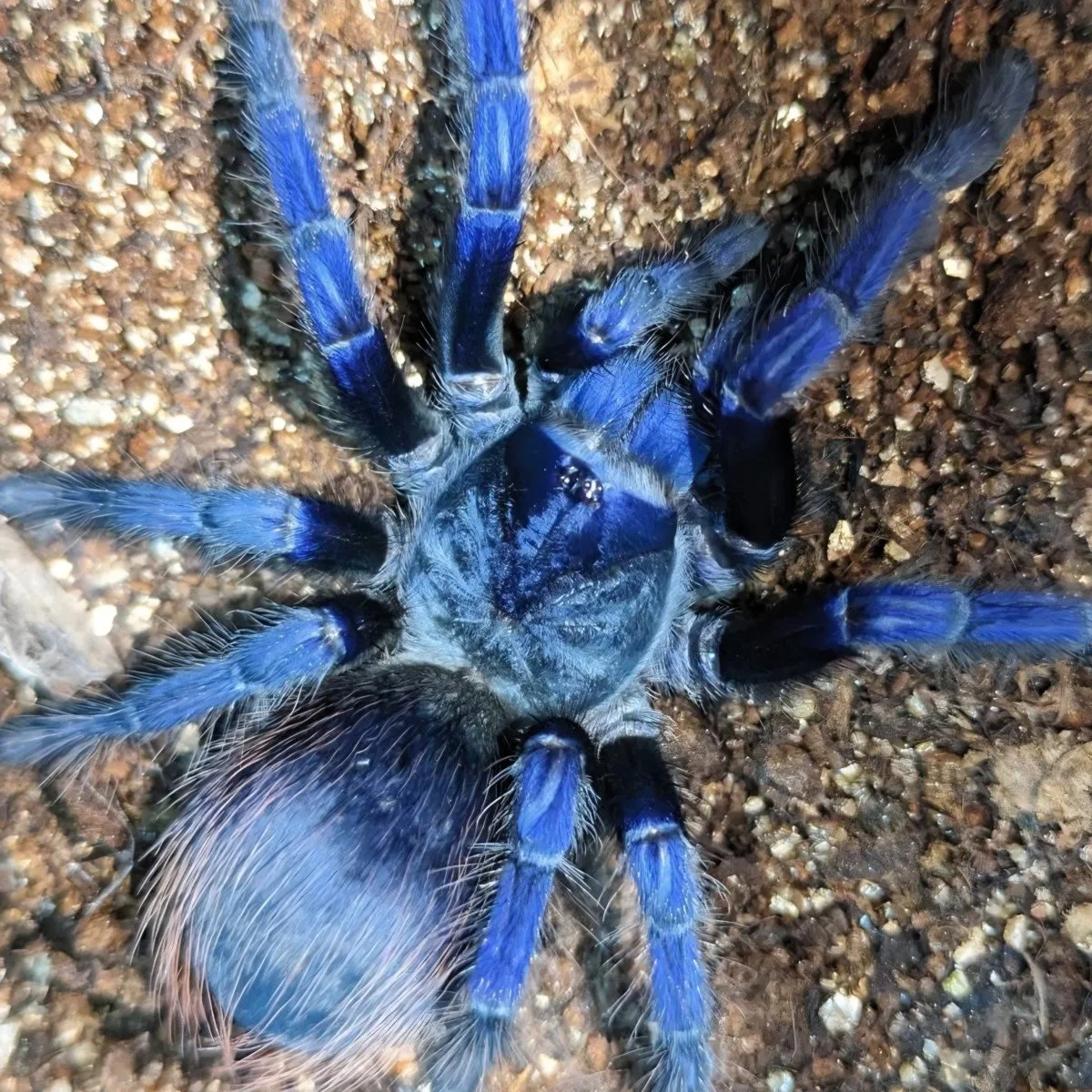Lasiocyano sazmai (Bulk of 10) Sling 0.7-1cm