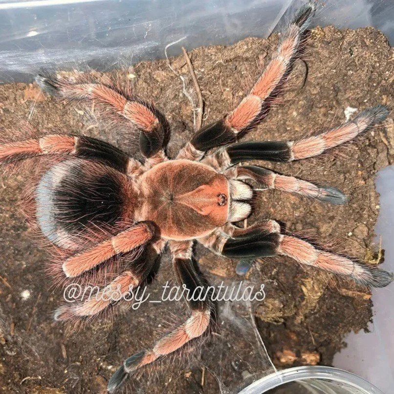 Pamphobeteus sp. Light Juvenile Female 6cm