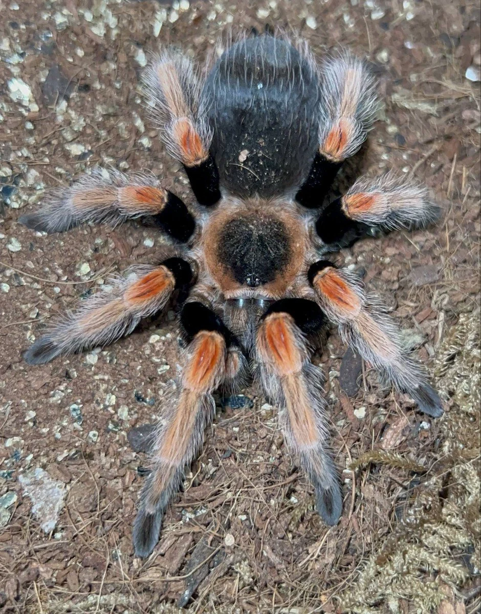 brachypelma-baumgarteni-mexican-orange-beauty.jpeg