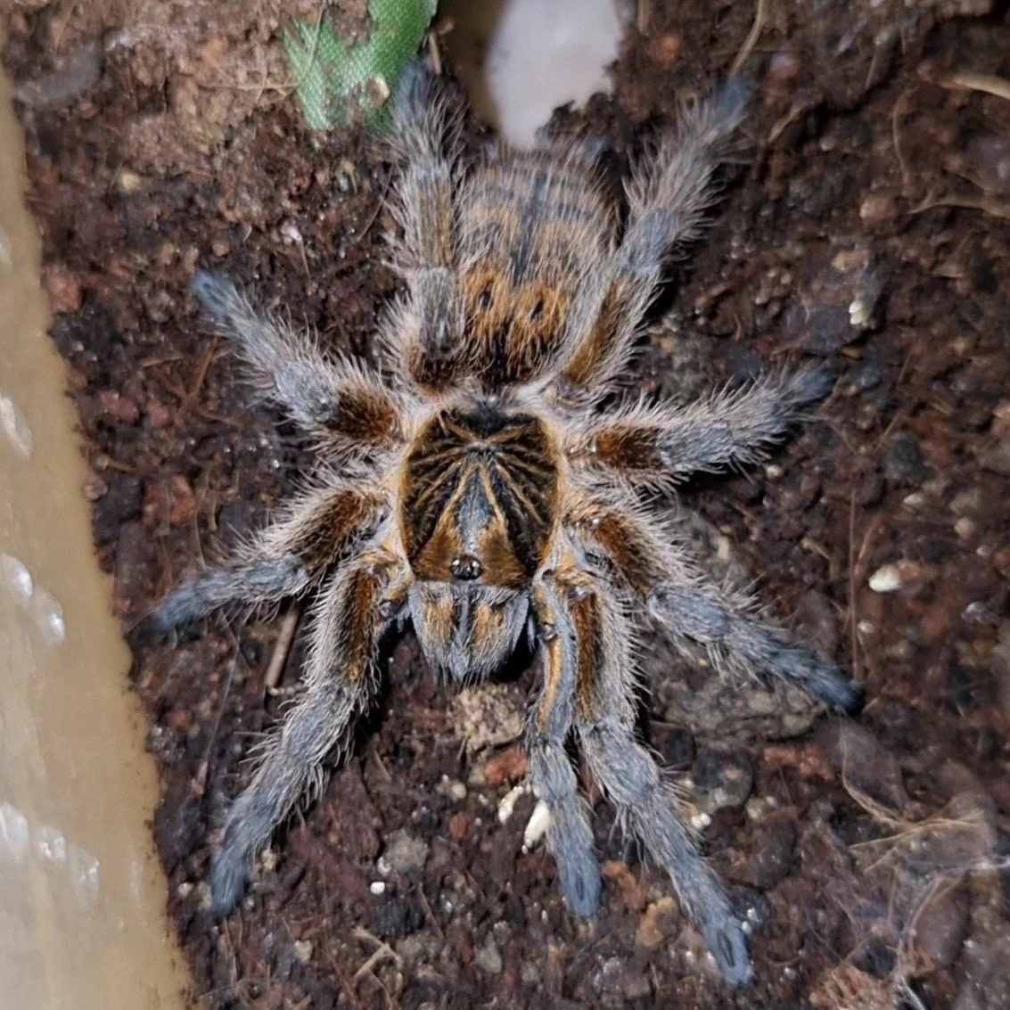 Harpactira cafreriana (Cape Copper Baboon) Sling 3-4cm