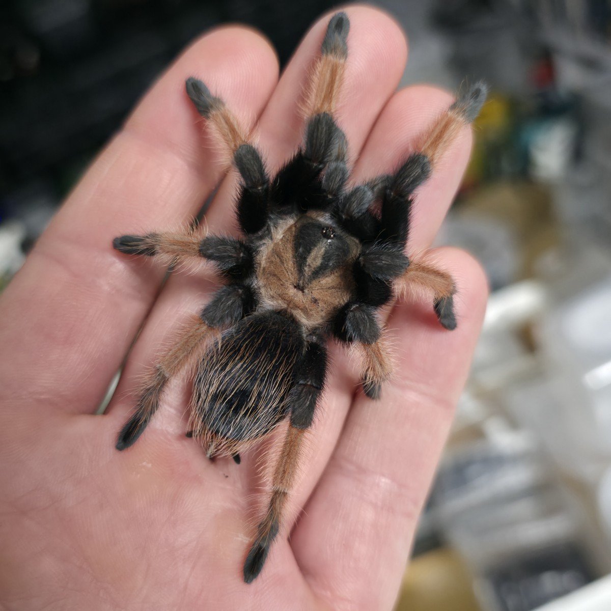 brachypelma-emilia-mexican-redleg-4.jpg