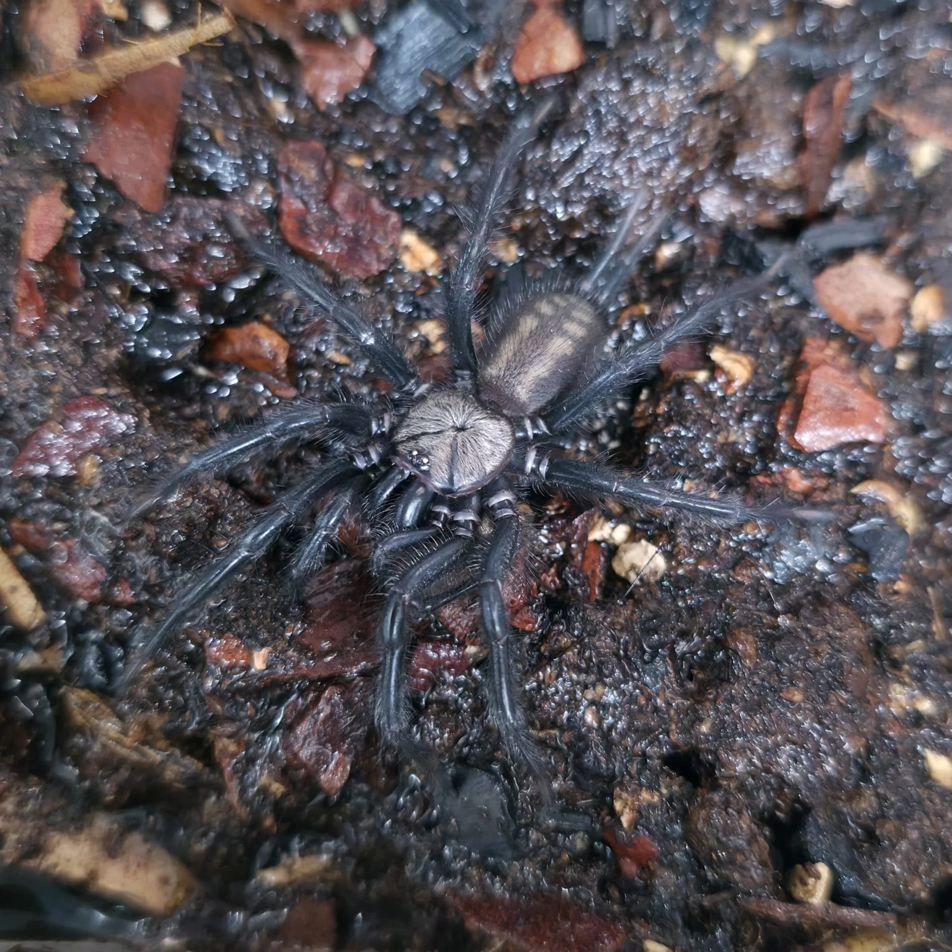 macrothele-sp-ghost-2.jpeg