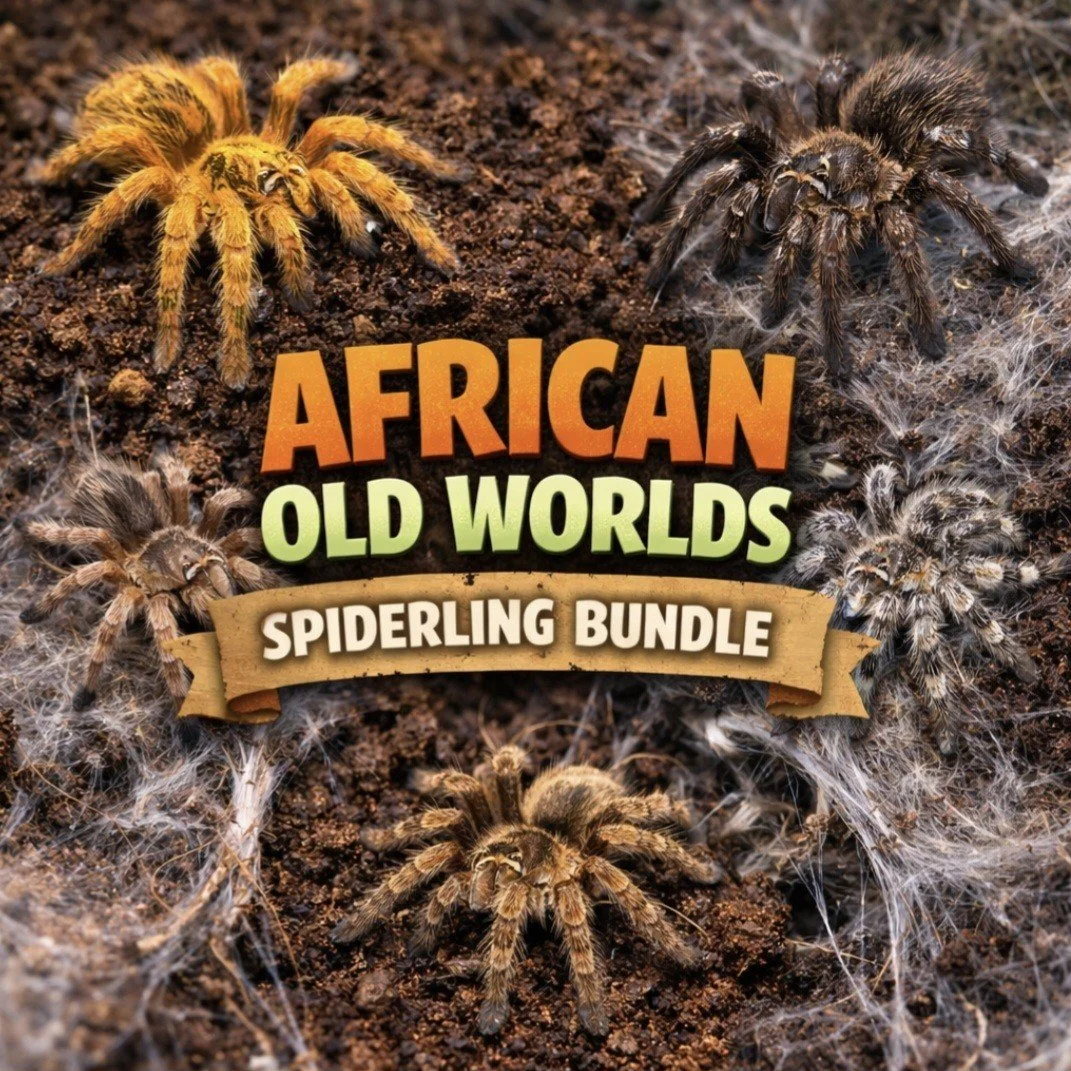 african-old-worlds-bundle.jpg