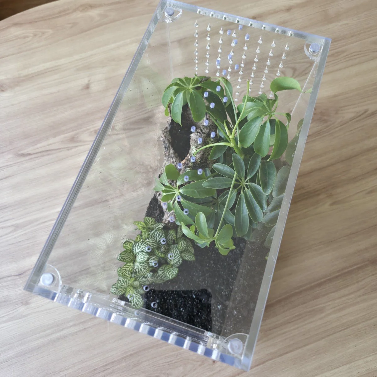 large-arboreal-acrylic-enclosure-15w-x-26d-x-30h-cm-7.jpg