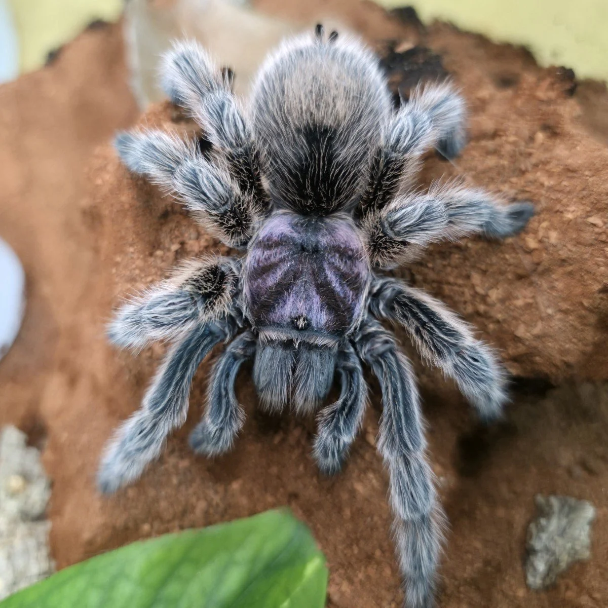 grammostola-rosea-6.jpg