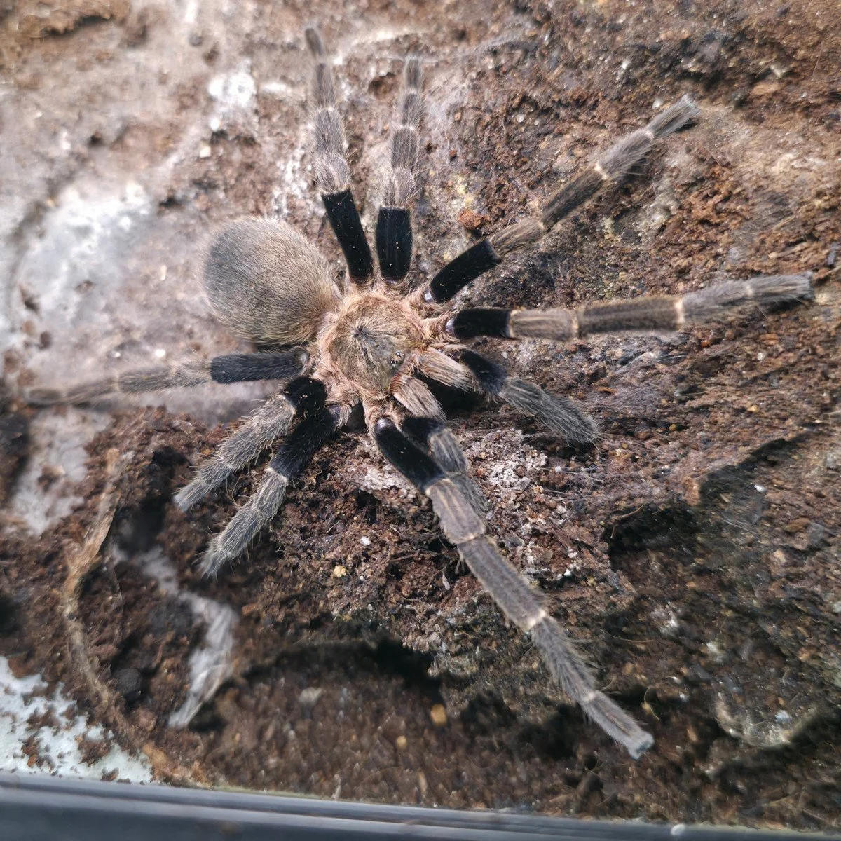 Magnacrus taynguyenensis (Highland Stout Leg Earth Tiger) Adult Male