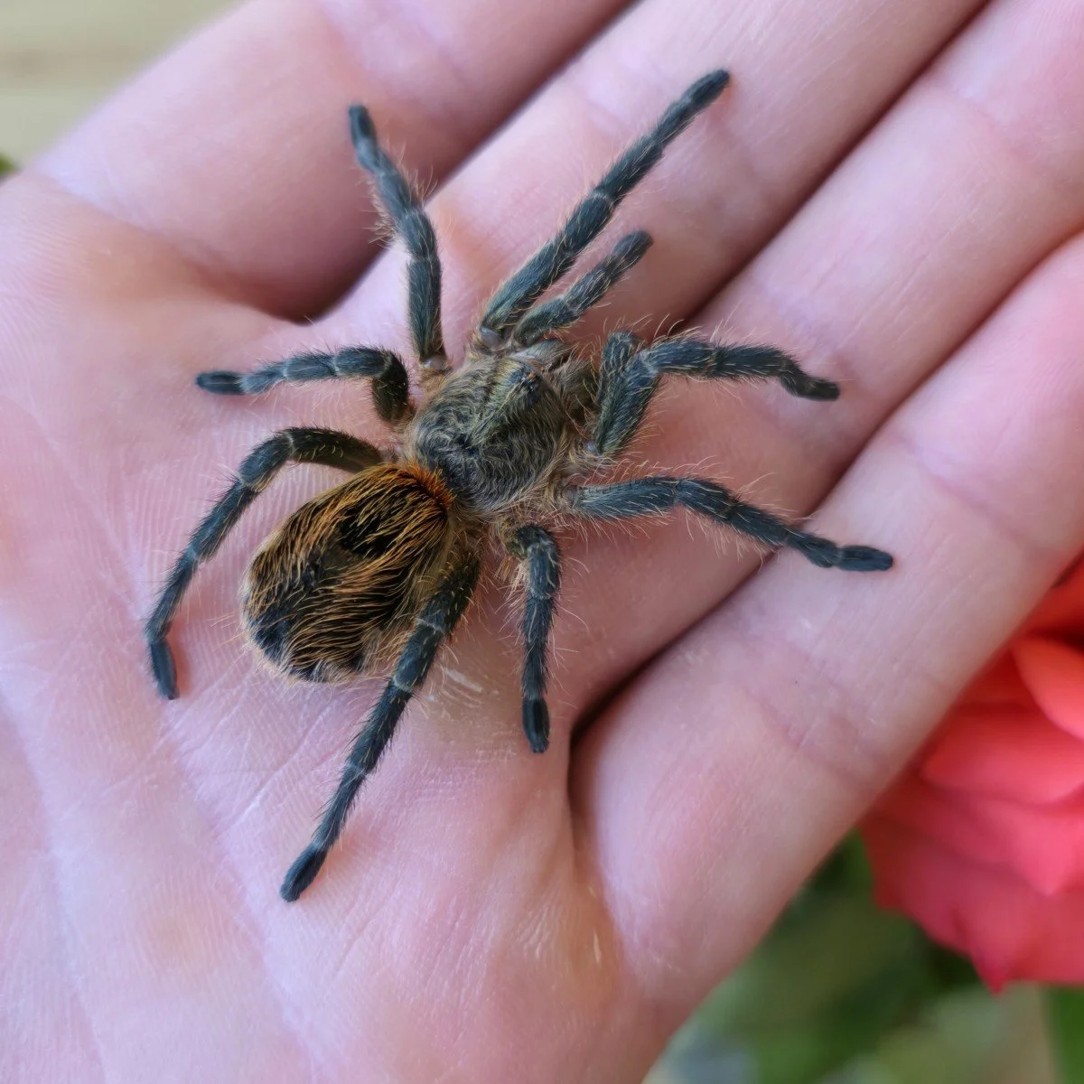 Euathlus sp. Tiger Juvenile 3cm