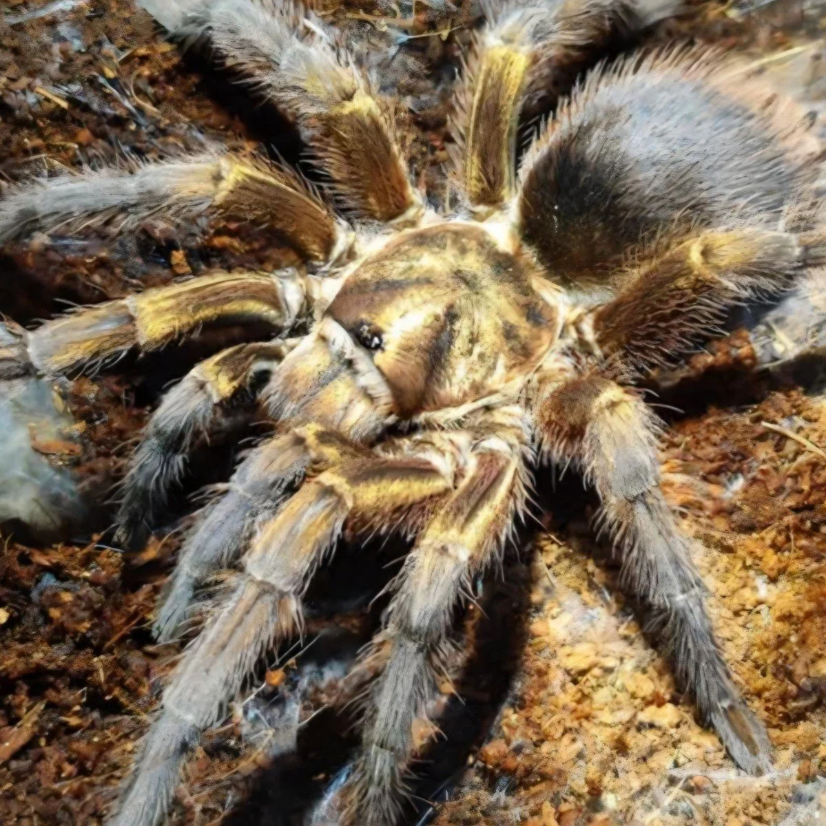 Phormictopus auratus (Cuban Gold) Adult Female