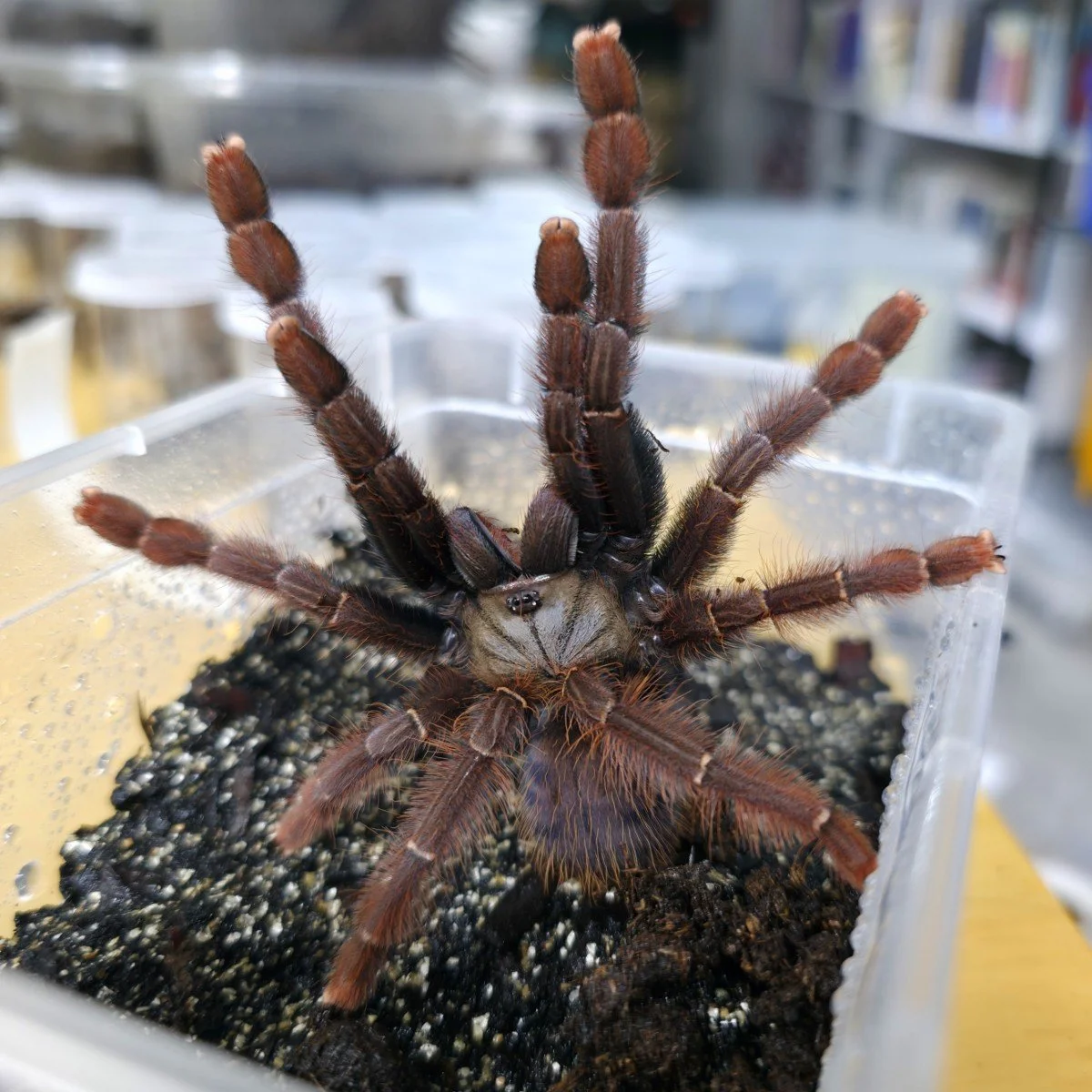 Phormingochilus sp. Sabah Red Sub-Adult Female