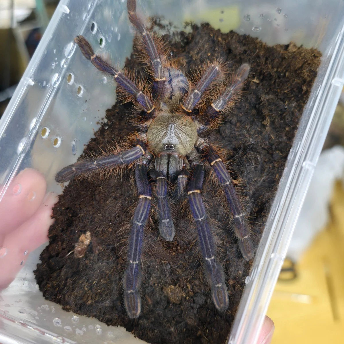 phormingochilus-sp-sabah-blue-3.jpg