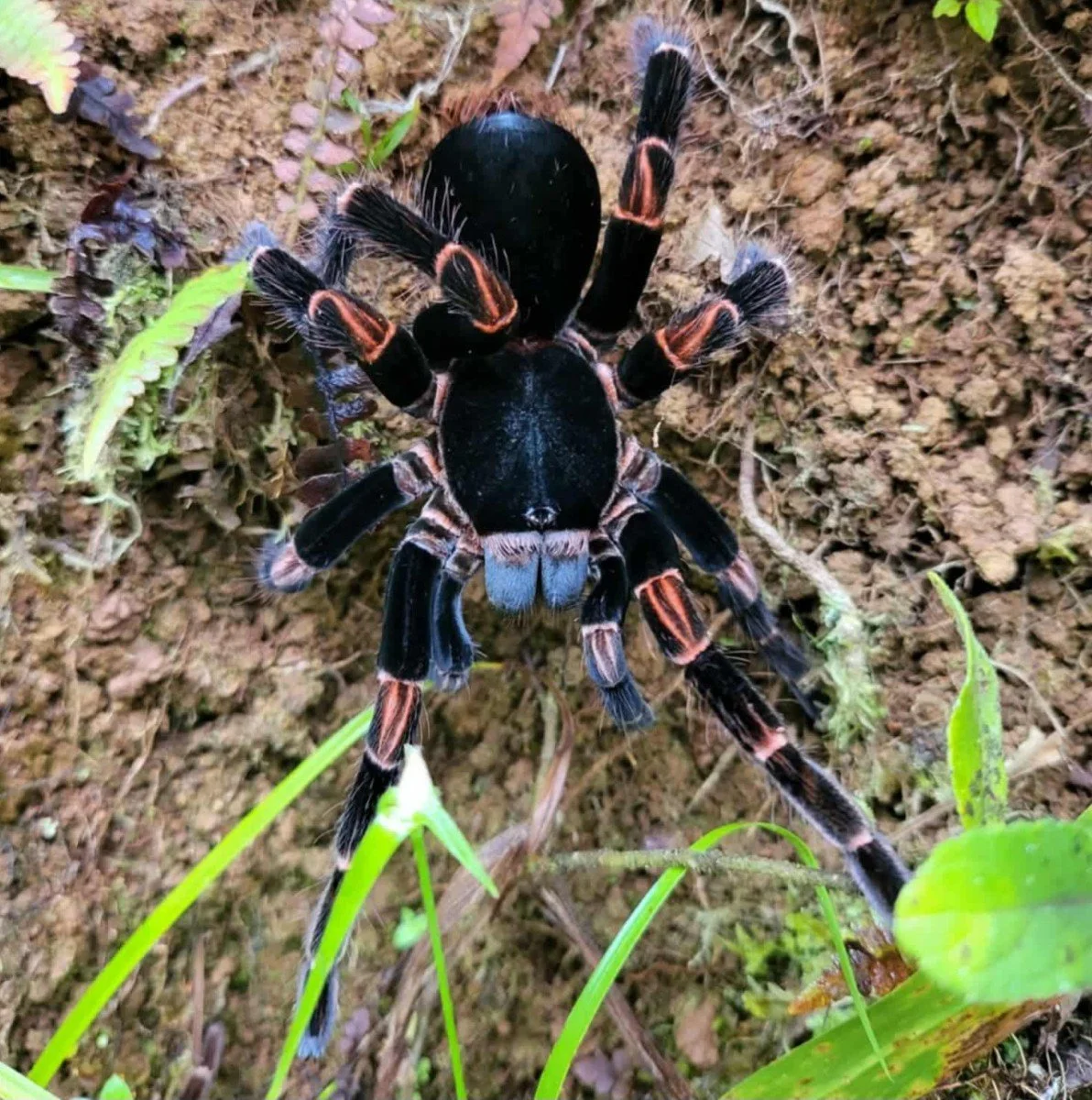 abdomegaphobema-mesomelas-costa-rican-red-leg.jpg