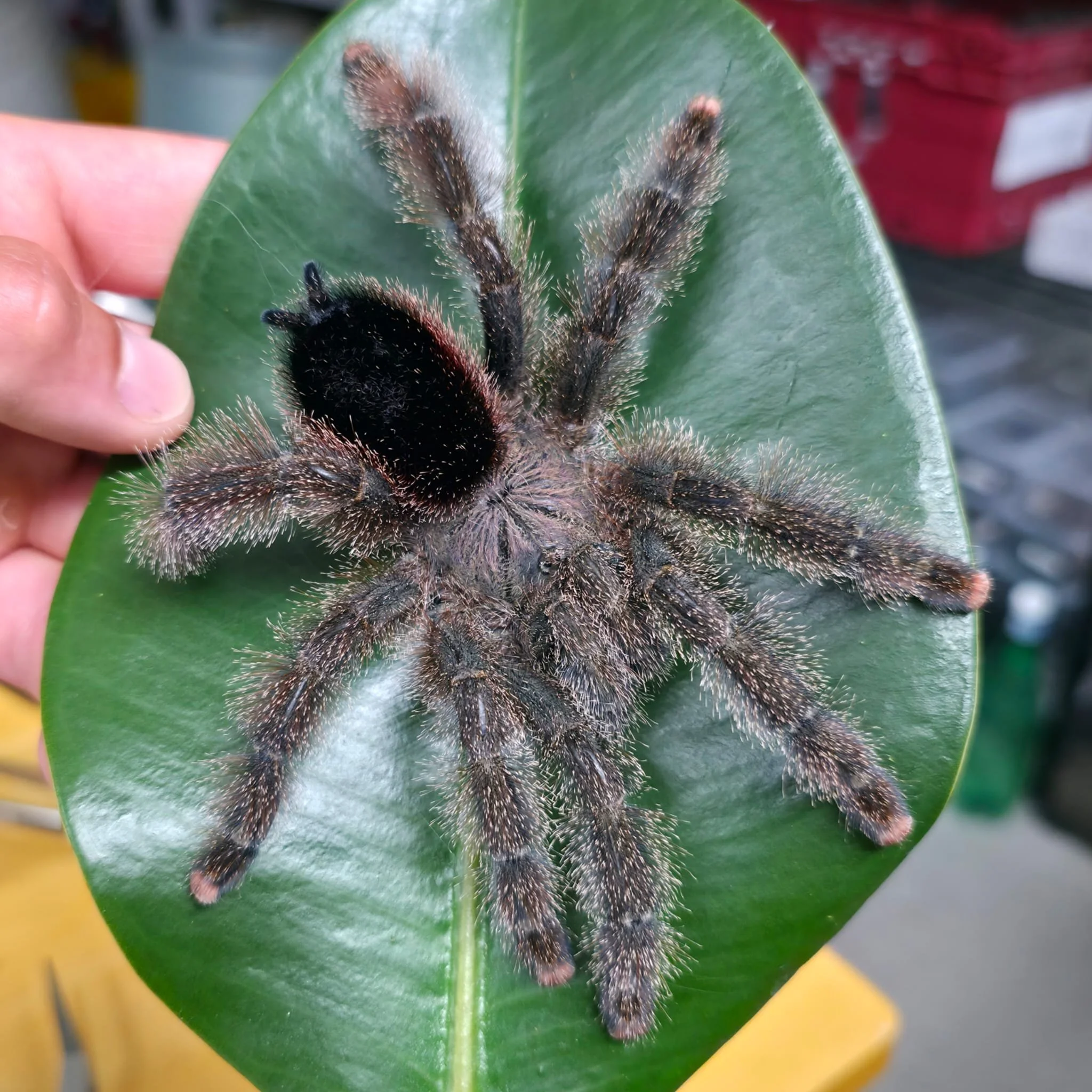 Avicularia-Shuariana-01.jpeg