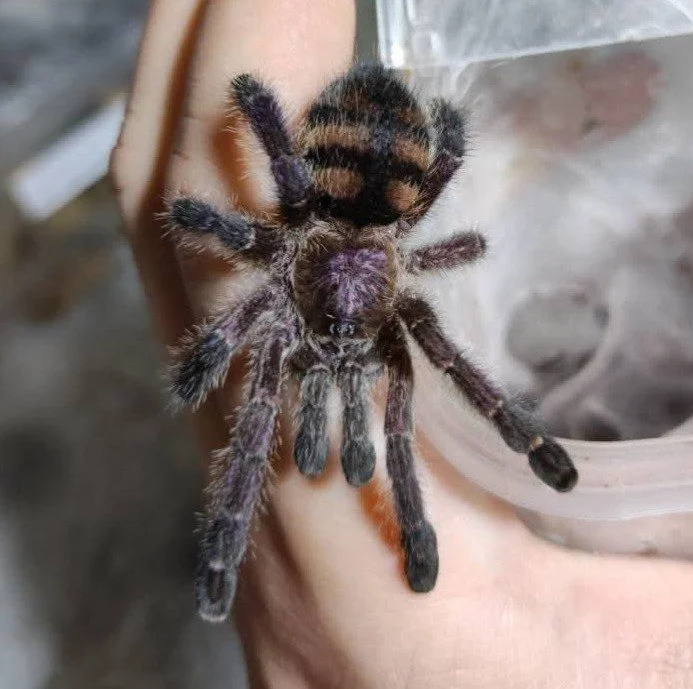 Avicularia sp. Colombia (Silver Pink Toe) Sling 1-2cm