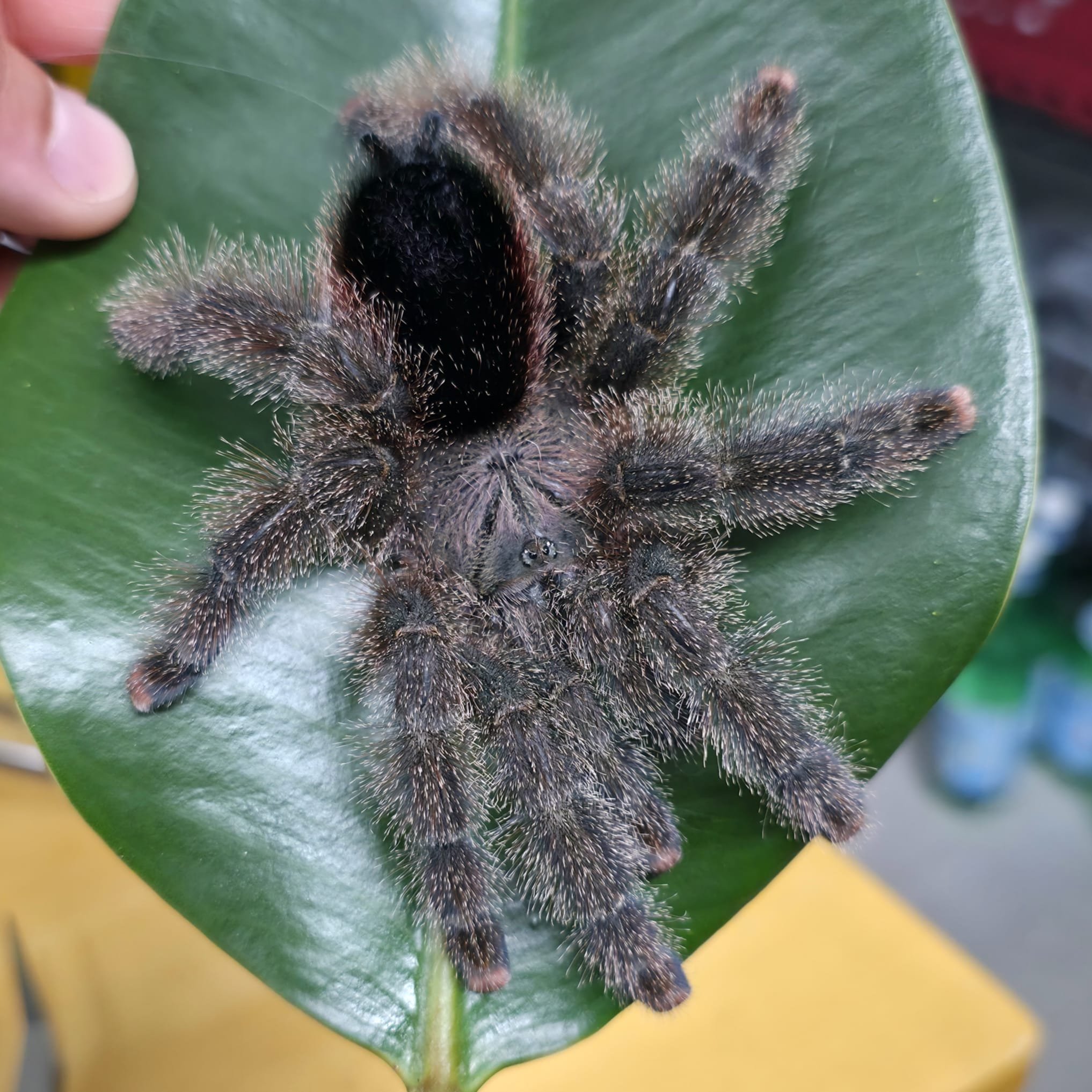 Avicularia-Shuariana-02.jpeg