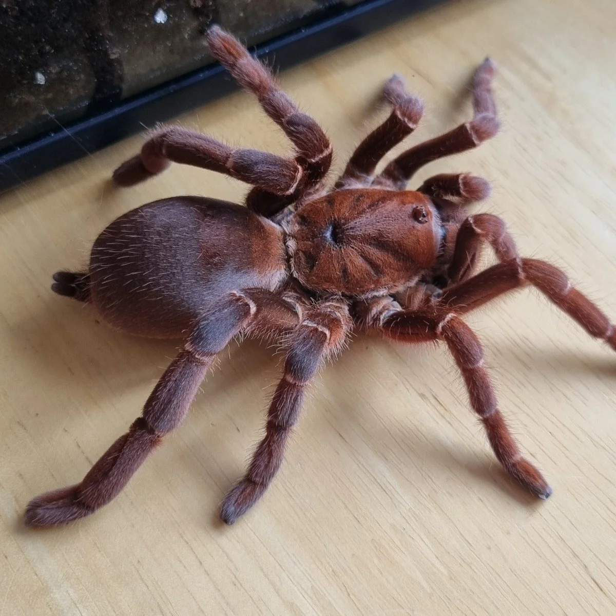 pelinobius-muticus-king-baboon.jpg