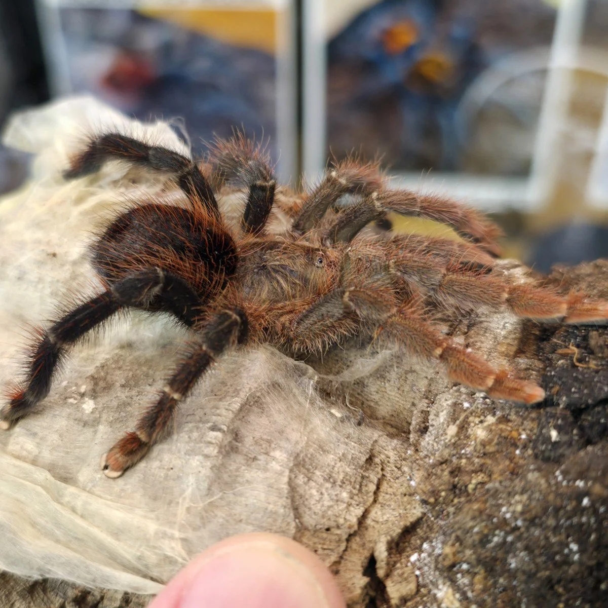 avicularia-lynnae-black-stripe-pinktoe.jpg