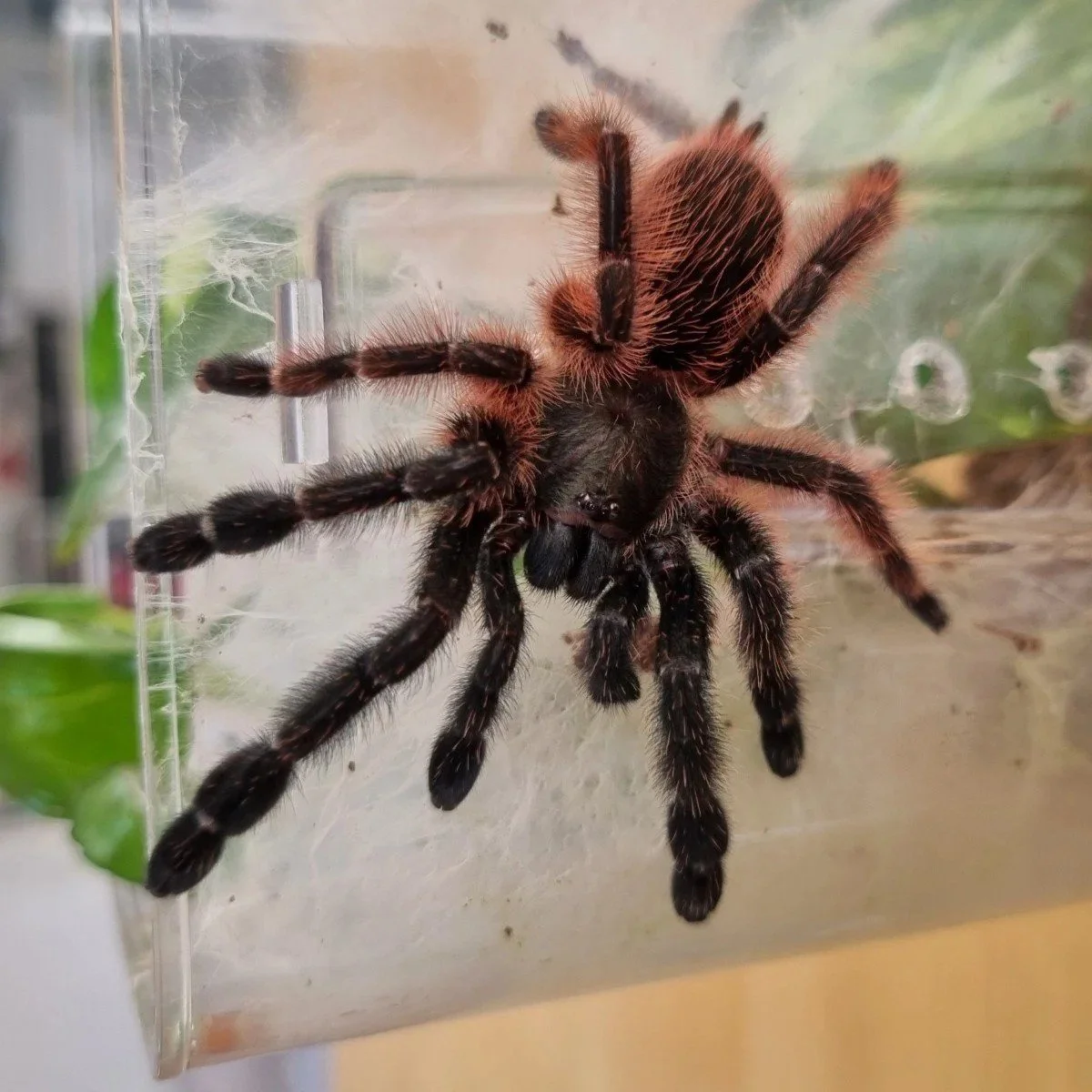 psalmopoeus-victori-darth-maul.jpg