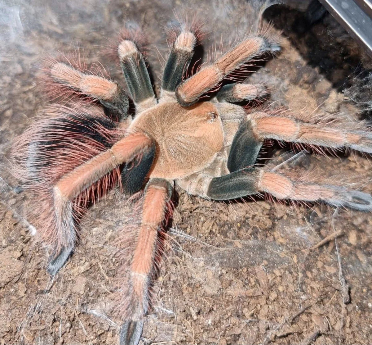Pamphobeteus sp. Light Juvenile Male 6cm