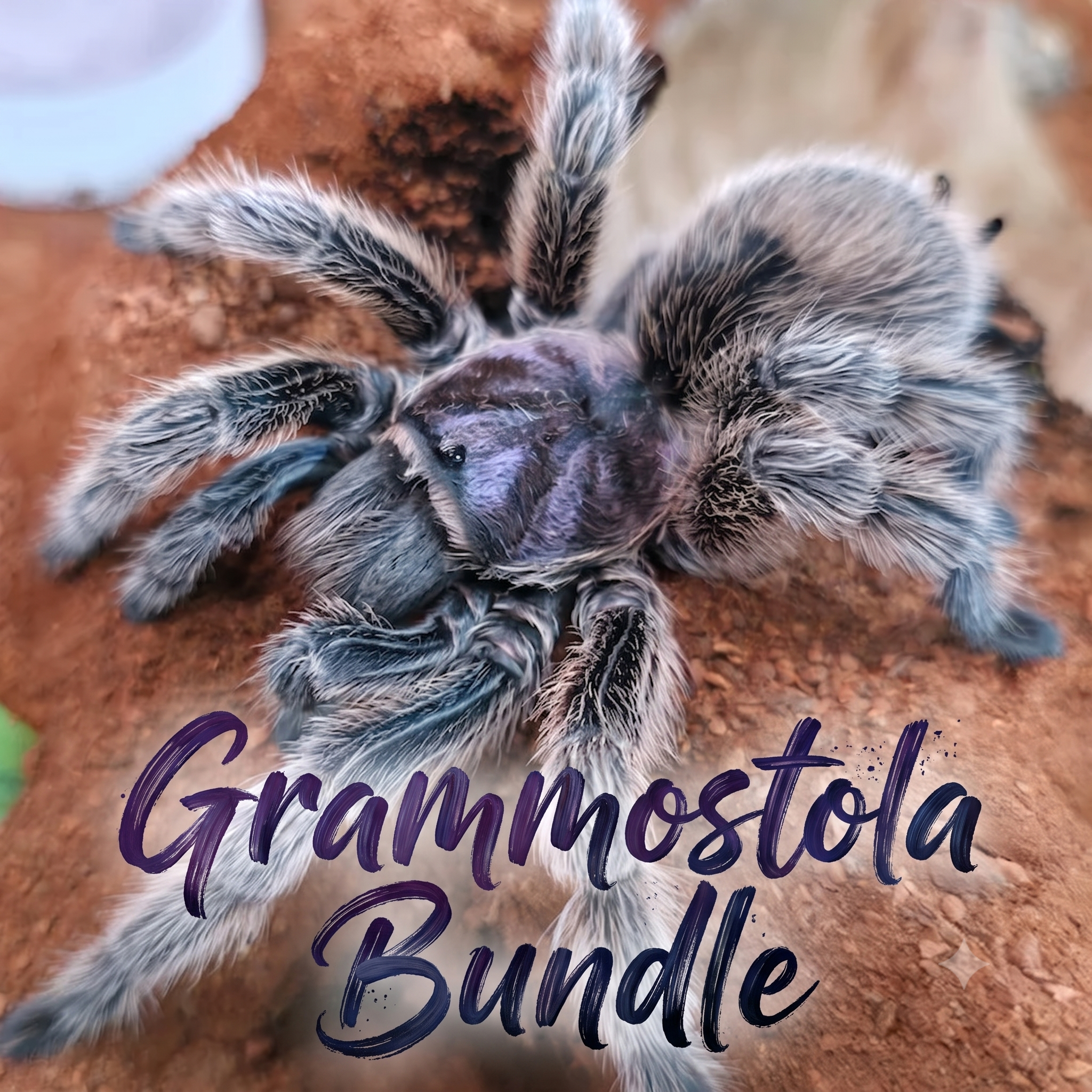 Grammostola (Bundle) Sling